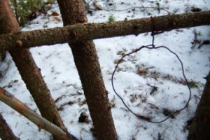 Петля на кабаргу