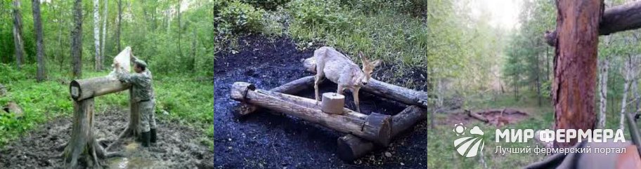 Охота на косулю на солонце