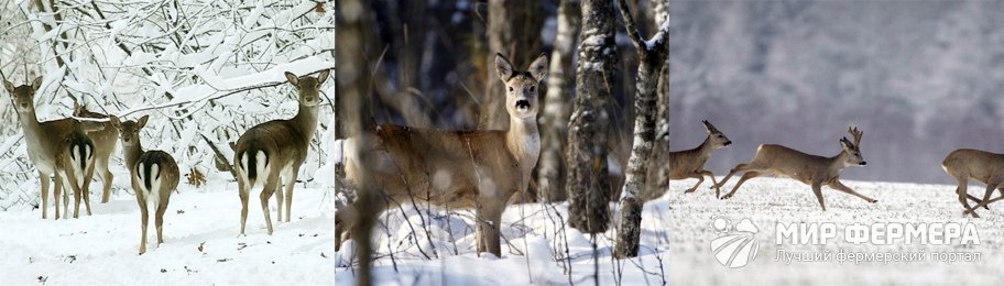 Повадки косули зимой