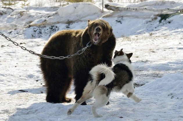 Притравка собак на медведя