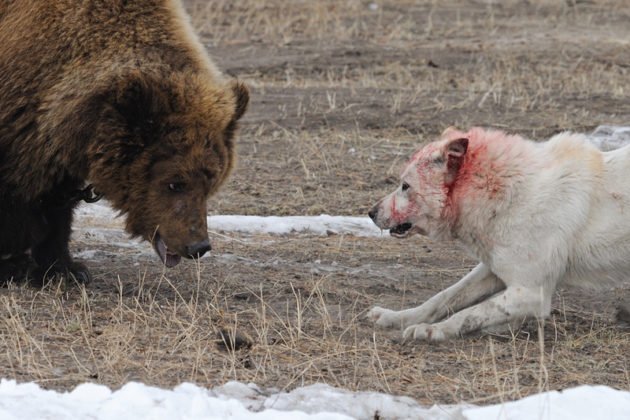 Натаскивание бойцовой лайки на медведя