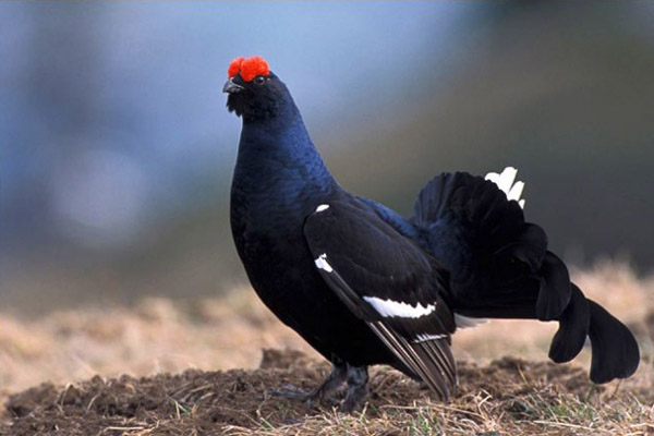 Самец тетерева