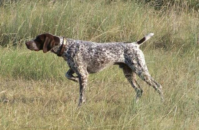 Стойка собаки при охоте на тетерева