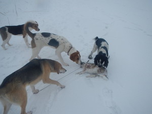 Загон зайца