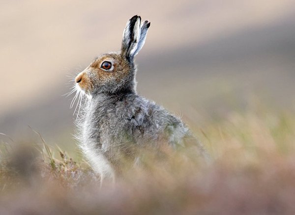 заяц в поле