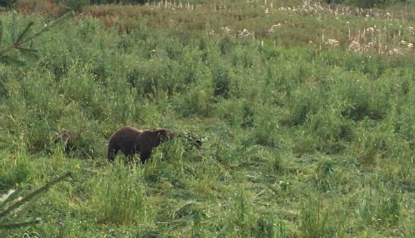 Медведь на поле
