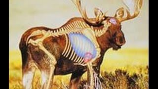 Охота на лося с подхода 1(охота на лося с подхода., 2014-11-28T15:40:45.000Z)