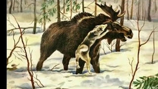 охота на лося(Охота на лося с западно-сибирскими лайками., 2016-01-07T09:57:23.000Z)