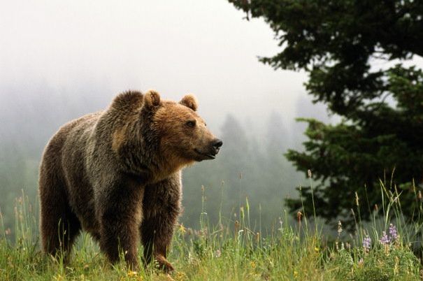 Весенняя охота на медведя, сроки весенней охоты на медведя, весенняя охота на медведя в Карелии, как охотиться на медведя весной, что делать при встрече с медведем