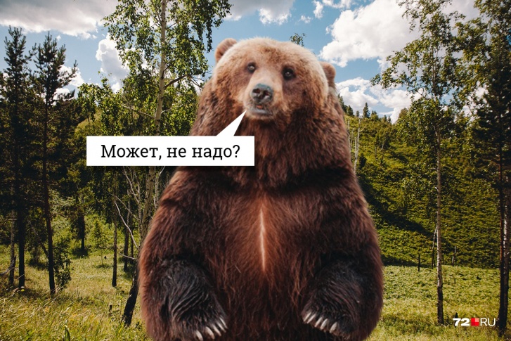 Численность бурых медведей в Тюменской области — 2687, за сезон 2020–2021 года разрешено добыть 329 мишек