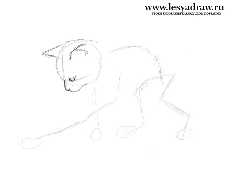 Как нарисовать играющегося кота