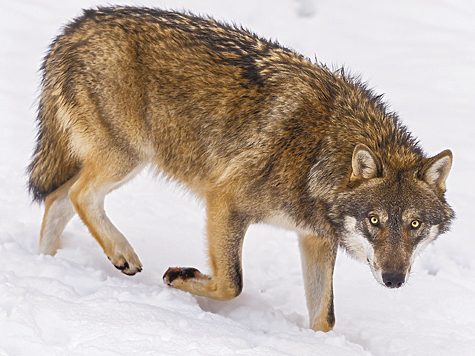 Как правильно охотится на волка чтоб ненарушить закон