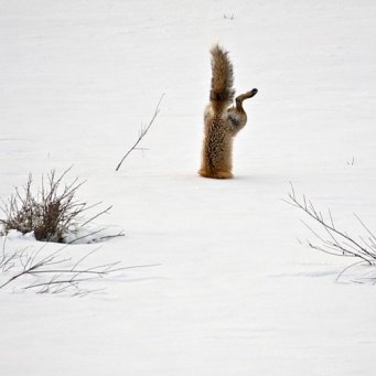  лиса охотится на зайца