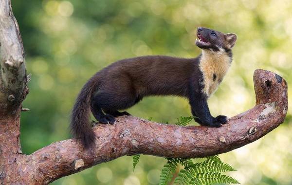 Куница-животное-Описание-особенности-виды-образ-жизни-и-среда-обитания-куницы-6