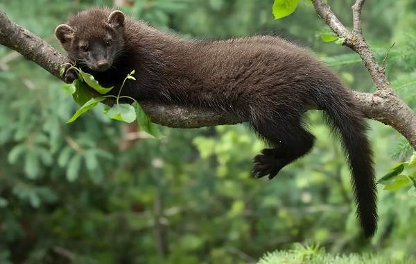 Куница-животное-Описание-особенности-виды-образ-жизни-и-среда-обитания-куницы-11