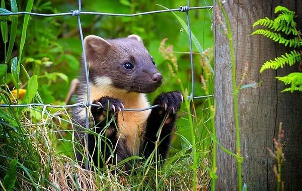 Куница-животное-Описание-особенности-виды-образ-жизни-и-среда-обитания-куницы-17