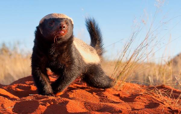 Медоед-животное-Описание-особенности-виды-образ-жизни-и-среда-обитания-медоеда-6