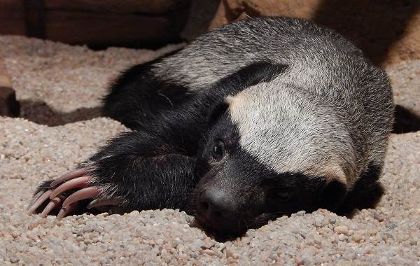 Медоед-животное-Описание-особенности-виды-образ-жизни-и-среда-обитания-медоеда-9