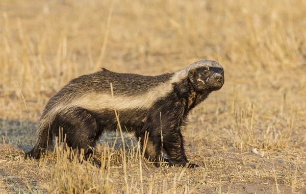 Медоед-животное-Описание-особенности-виды-образ-жизни-и-среда-обитания-медоеда-7