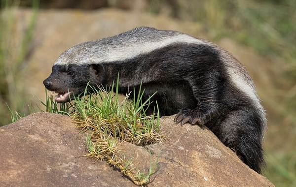 Медоед-животное-Описание-особенности-виды-образ-жизни-и-среда-обитания-медоеда-2