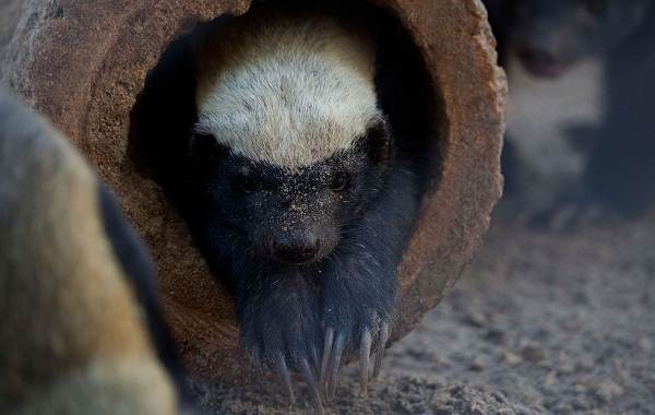 Медоед-животное-Описание-особенности-виды-образ-жизни-и-среда-обитания-медоеда-10