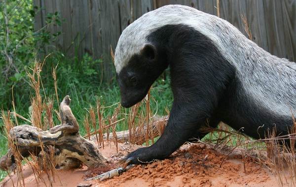 Медоед-животное-Описание-особенности-виды-образ-жизни-и-среда-обитания-медоеда-4