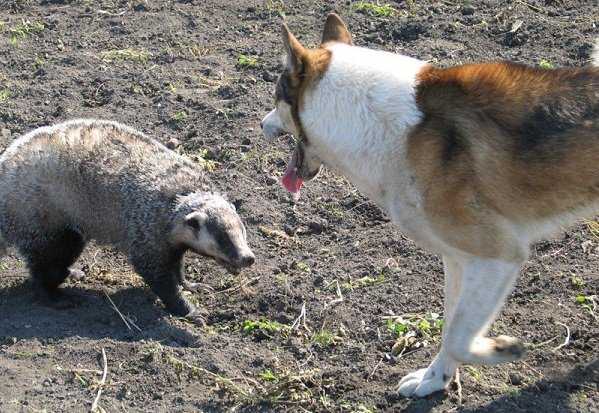 процесс охоты на барсука с лайкой
