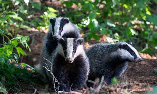 нюансы охоты на барсука