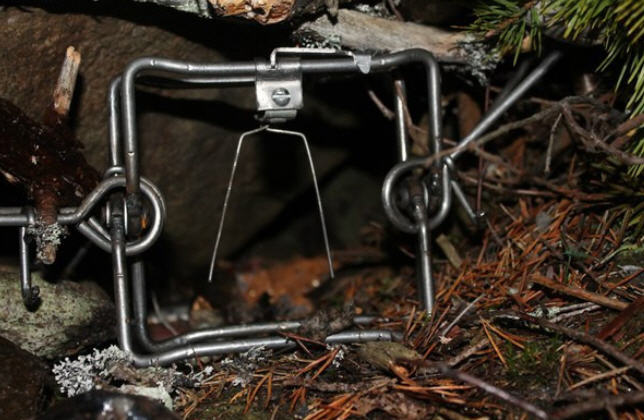 капкан на барсука