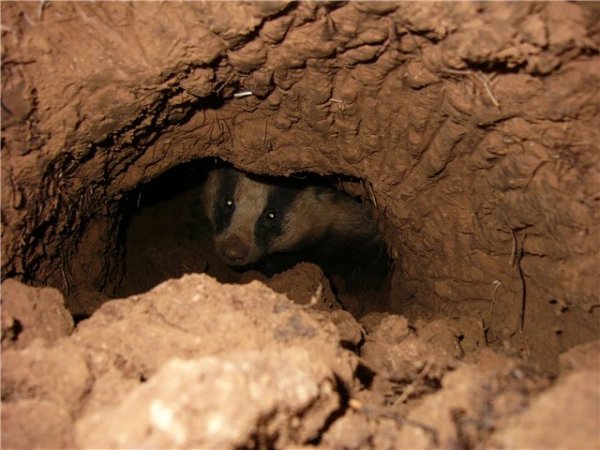 Загнанный в норе барсук