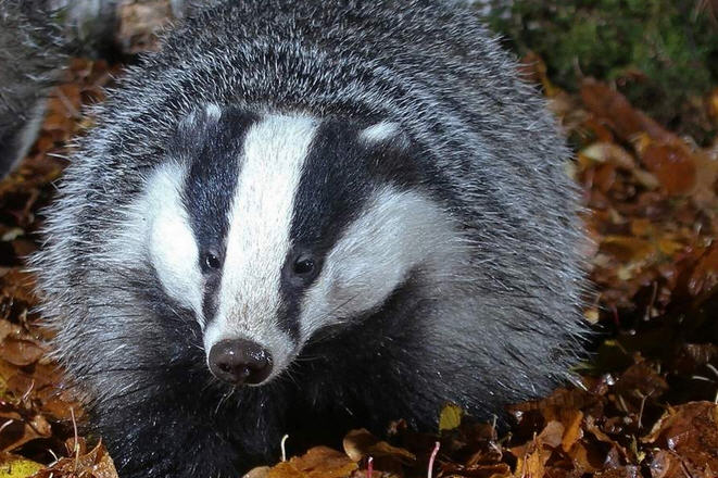 Барсук обыкновенный