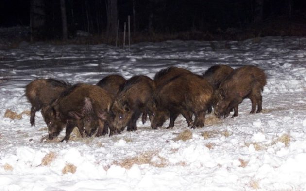Собаки сгоняют копытных в стадо