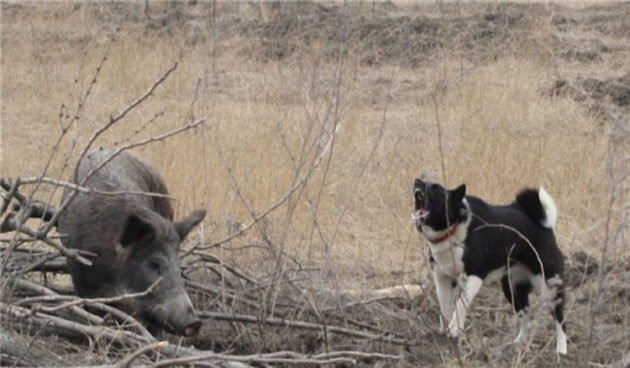 Притравка собаки на кабана
