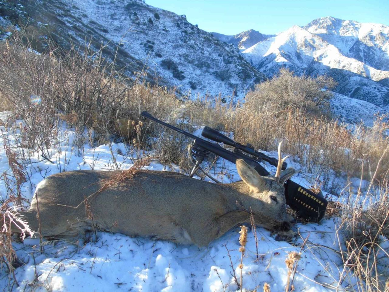 Охота на косулю зимой