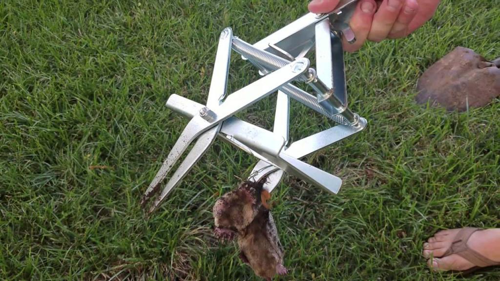 Крот попал в капкан.