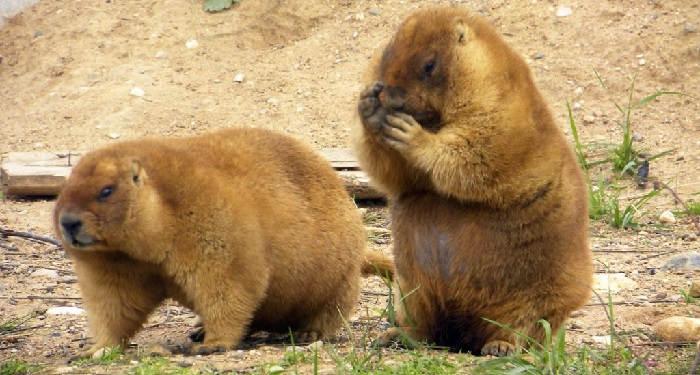 Сурки в природе