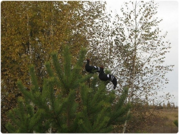 Охота на тетерева с чучелами