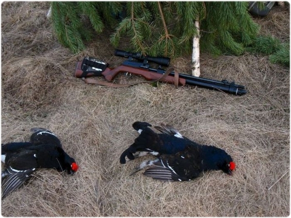 Охота на тетерева с чучелами