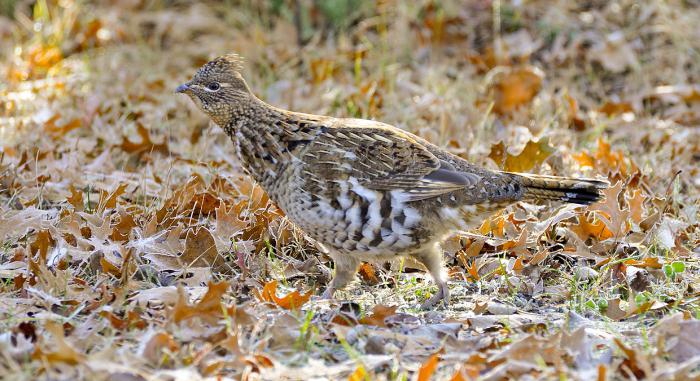Весенняя охота на тетерева