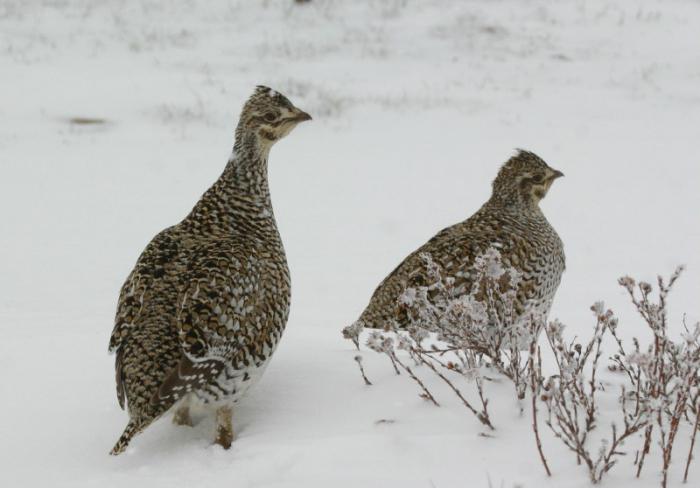 Охота на тетерева зимой