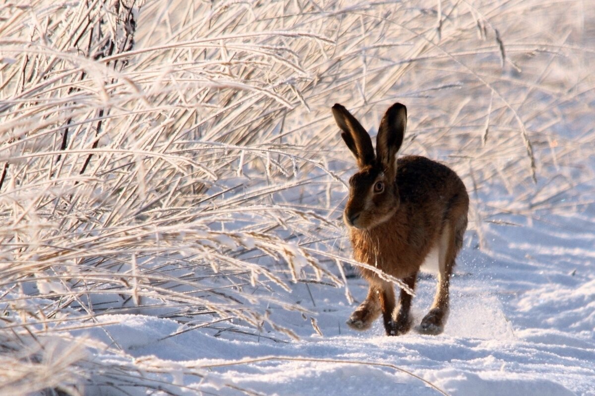 Повадки зайца