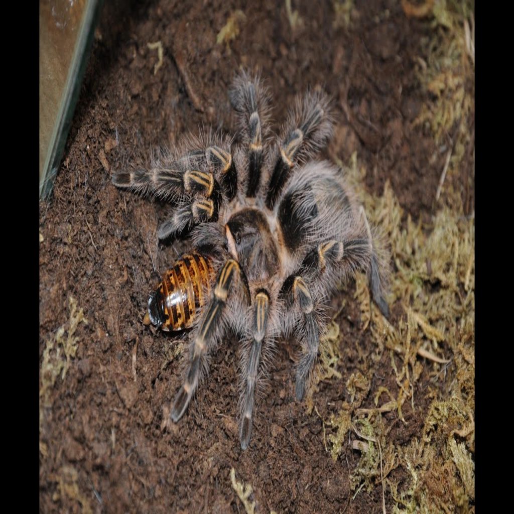 Охота паука-птицееда