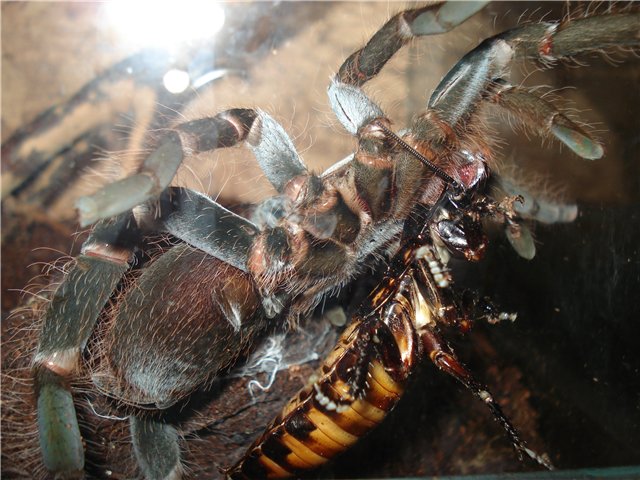 Охота паука-птицееда