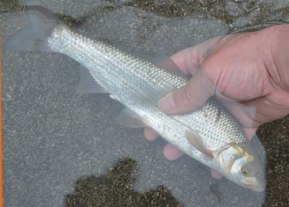 Колхидский подуст – обычный объект ловли сочинских рыбаков