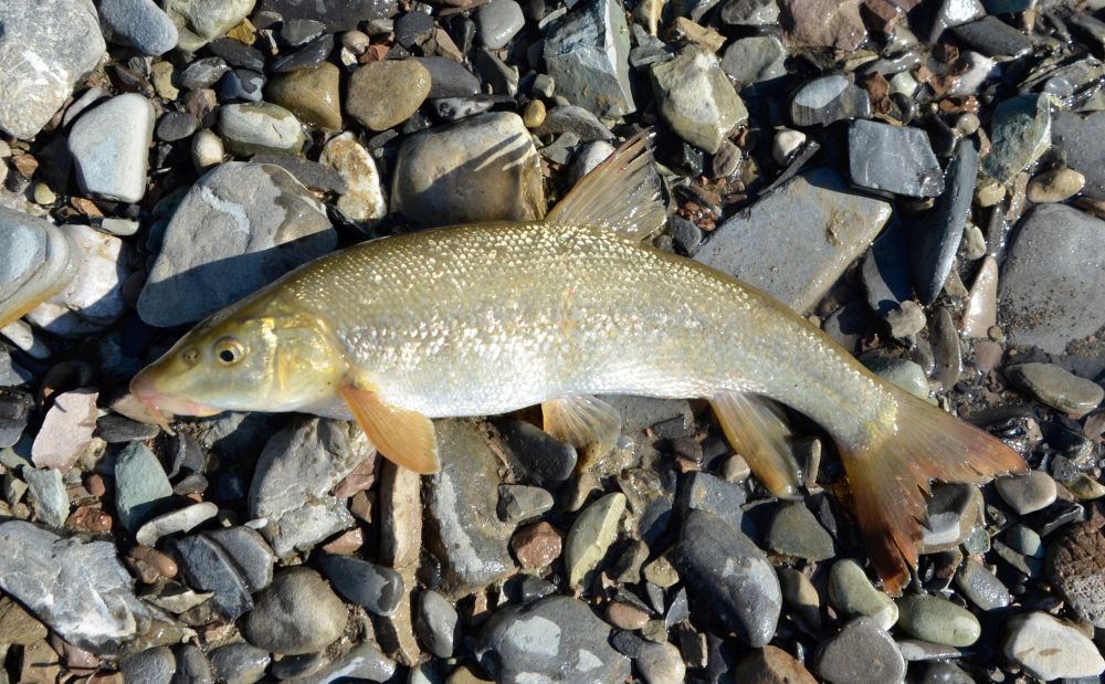 Усач попадается в низовьях и среднем течении сочинских и абхазских рек