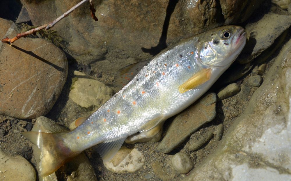 Вот такая она – ручьевая форель горных рек Кавказа