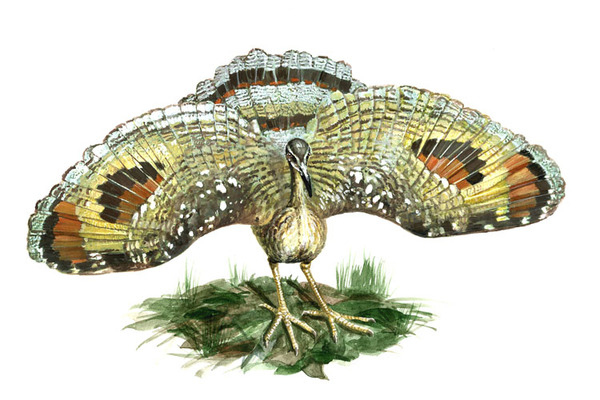 Солнечная Цапля