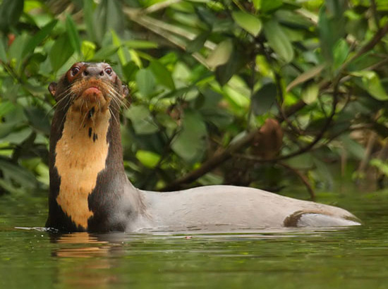 Бразильская, или гигантская выдра (лат. Pteronura brasiliensis)