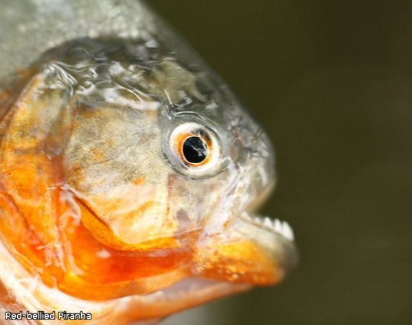 Красная пиранья