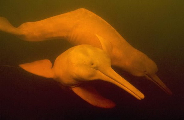 Амазонский дельфин, или белый речной дельфин